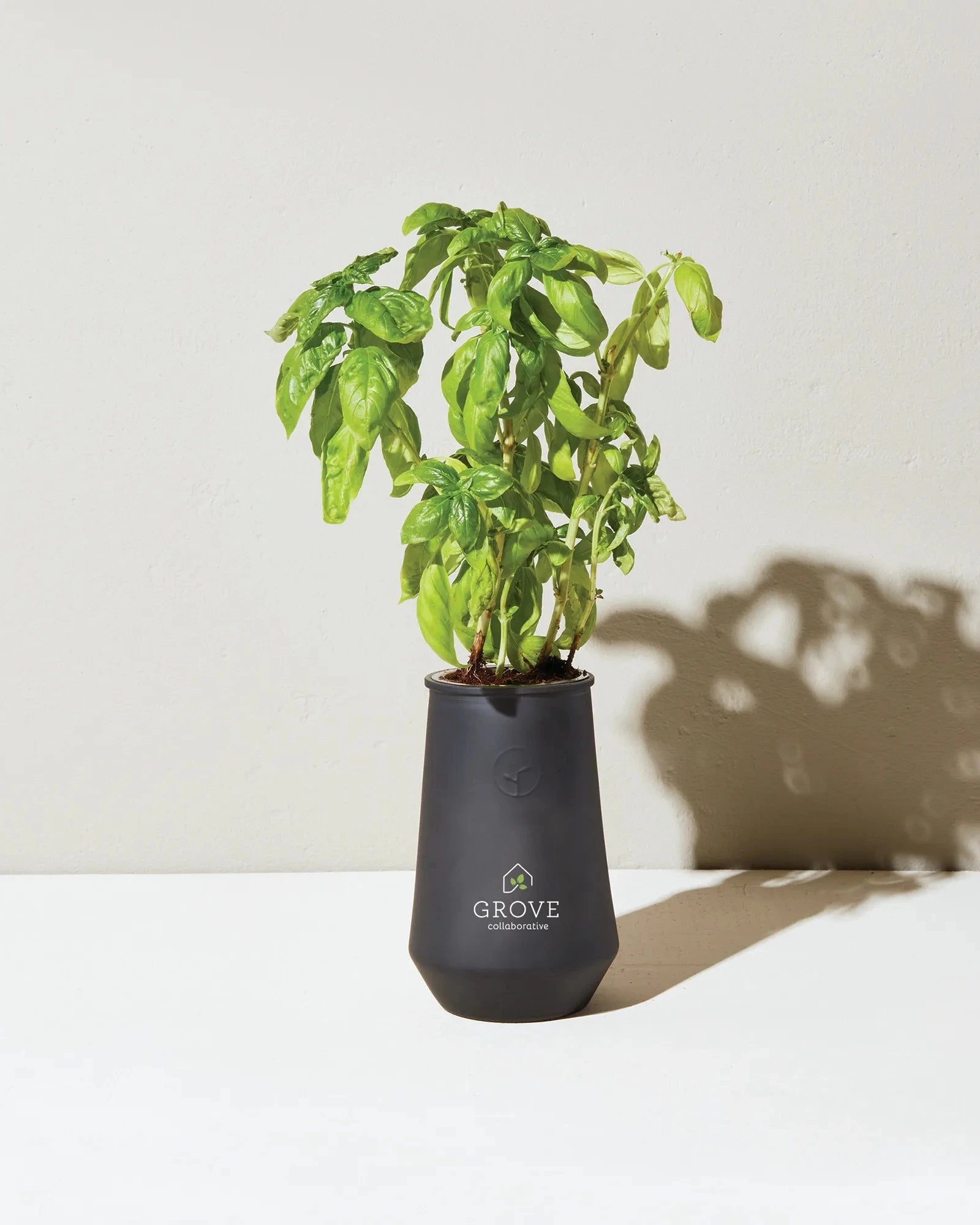 Custom hydroponic glass grow kit tumbler planter - 8
