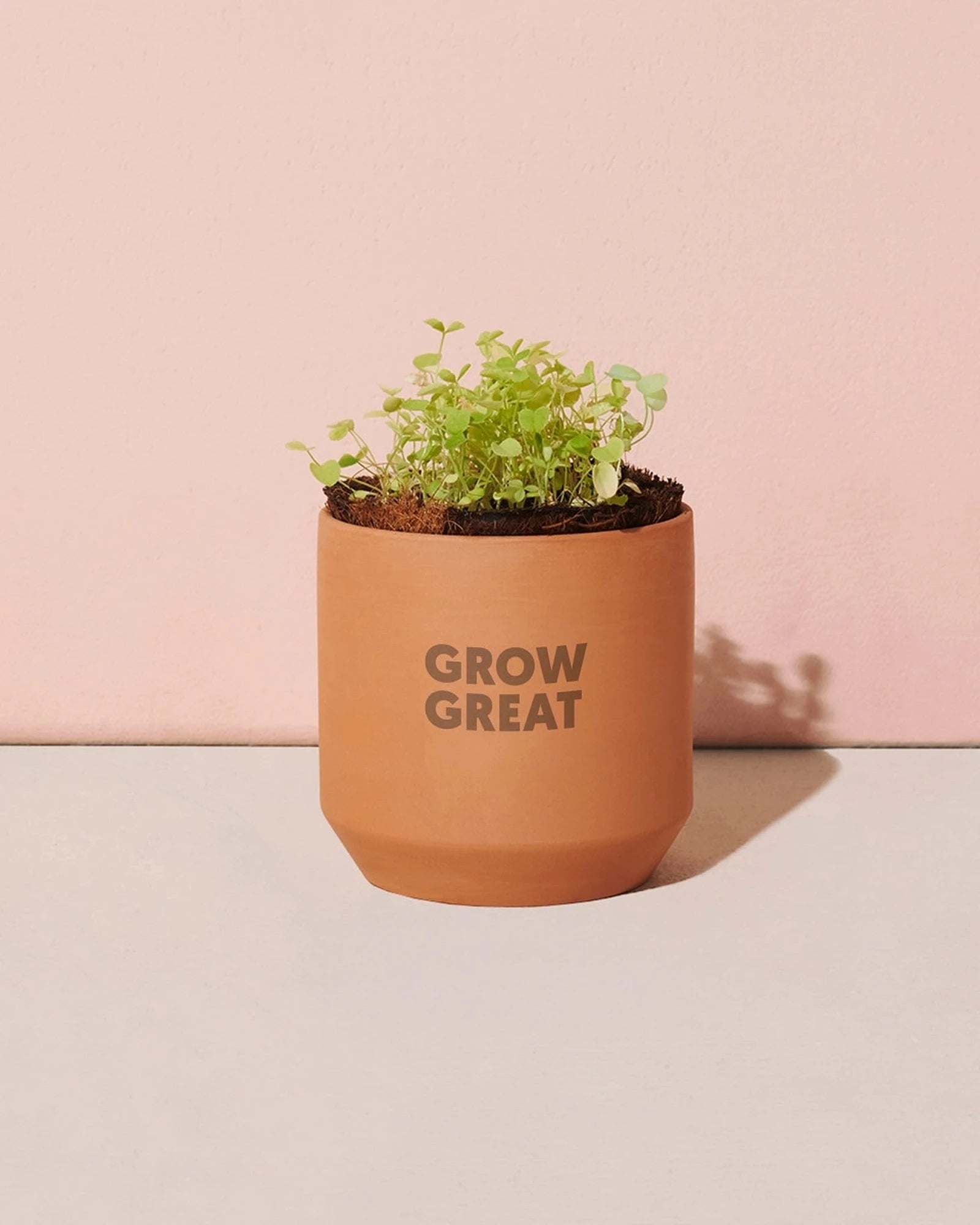 Custom terracotta grow kit good luck clover planter - 6