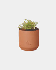 Custom terracotta grow kit good luck clover planter - 4
