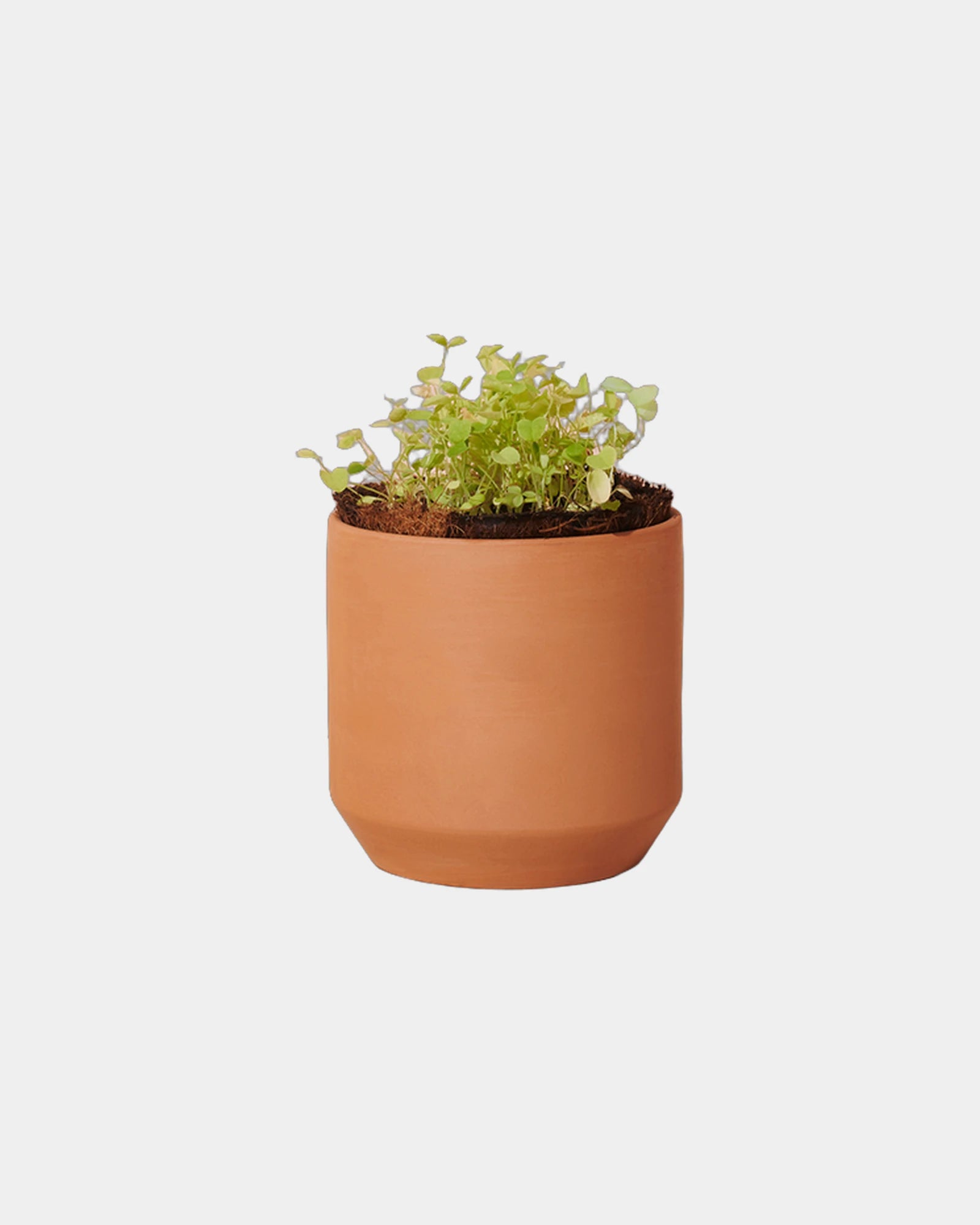 Custom terracotta grow kit good luck clover planter - 3