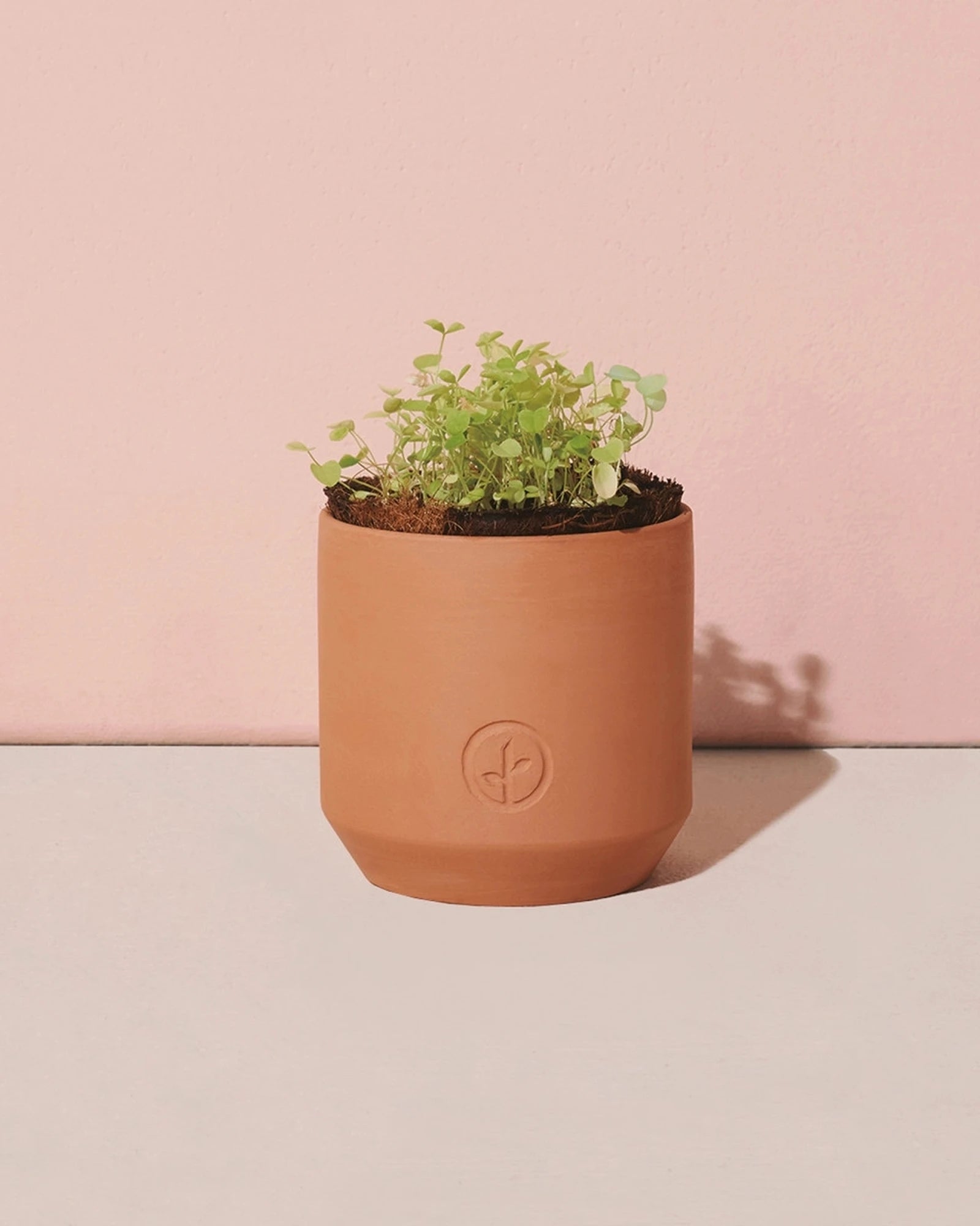 Custom terracotta grow kit good luck clover planter - 7