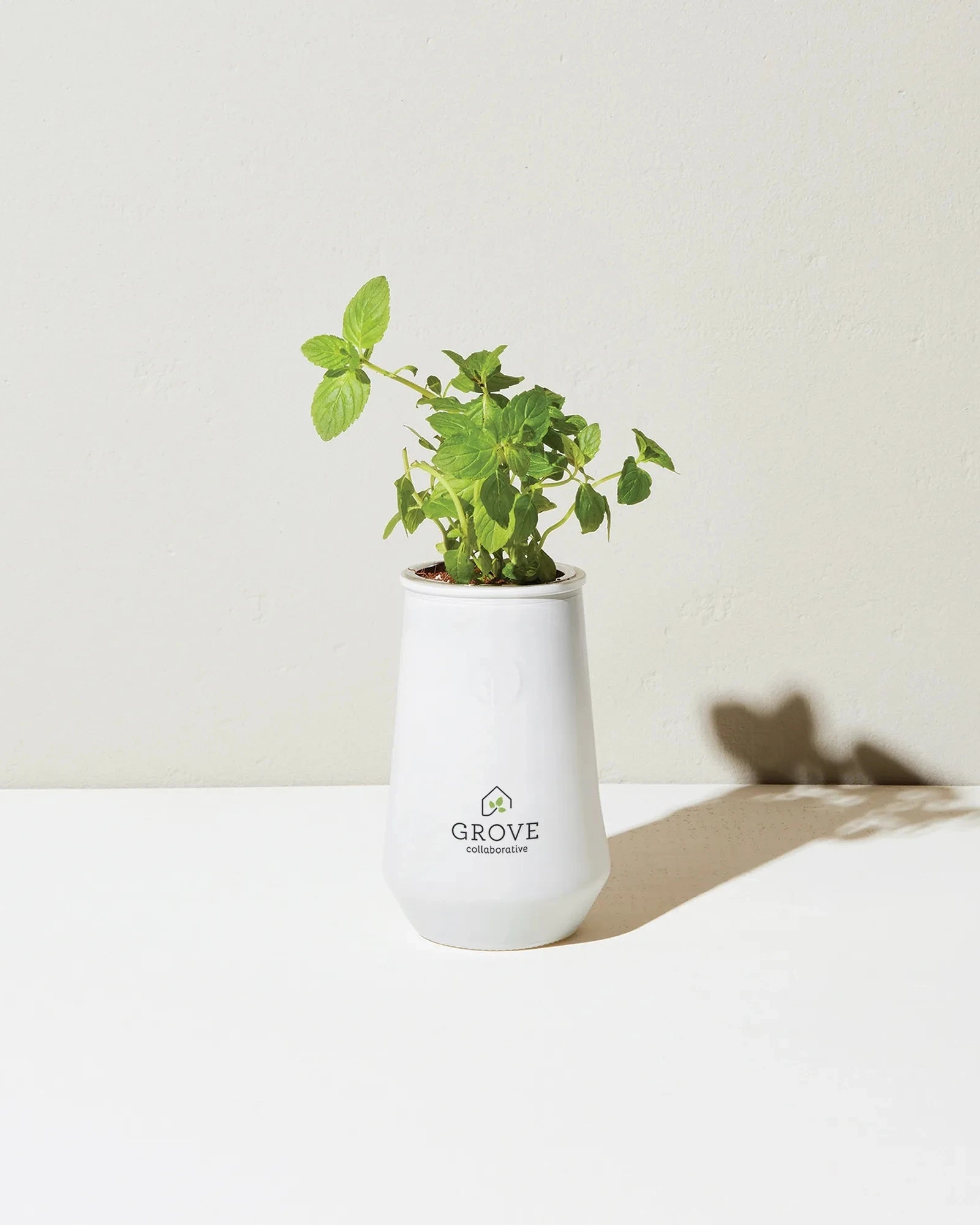 Custom hydroponic glass grow kit tumbler planter - 6