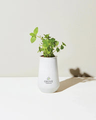 Custom hydroponic glass grow kit tumbler planter - 6