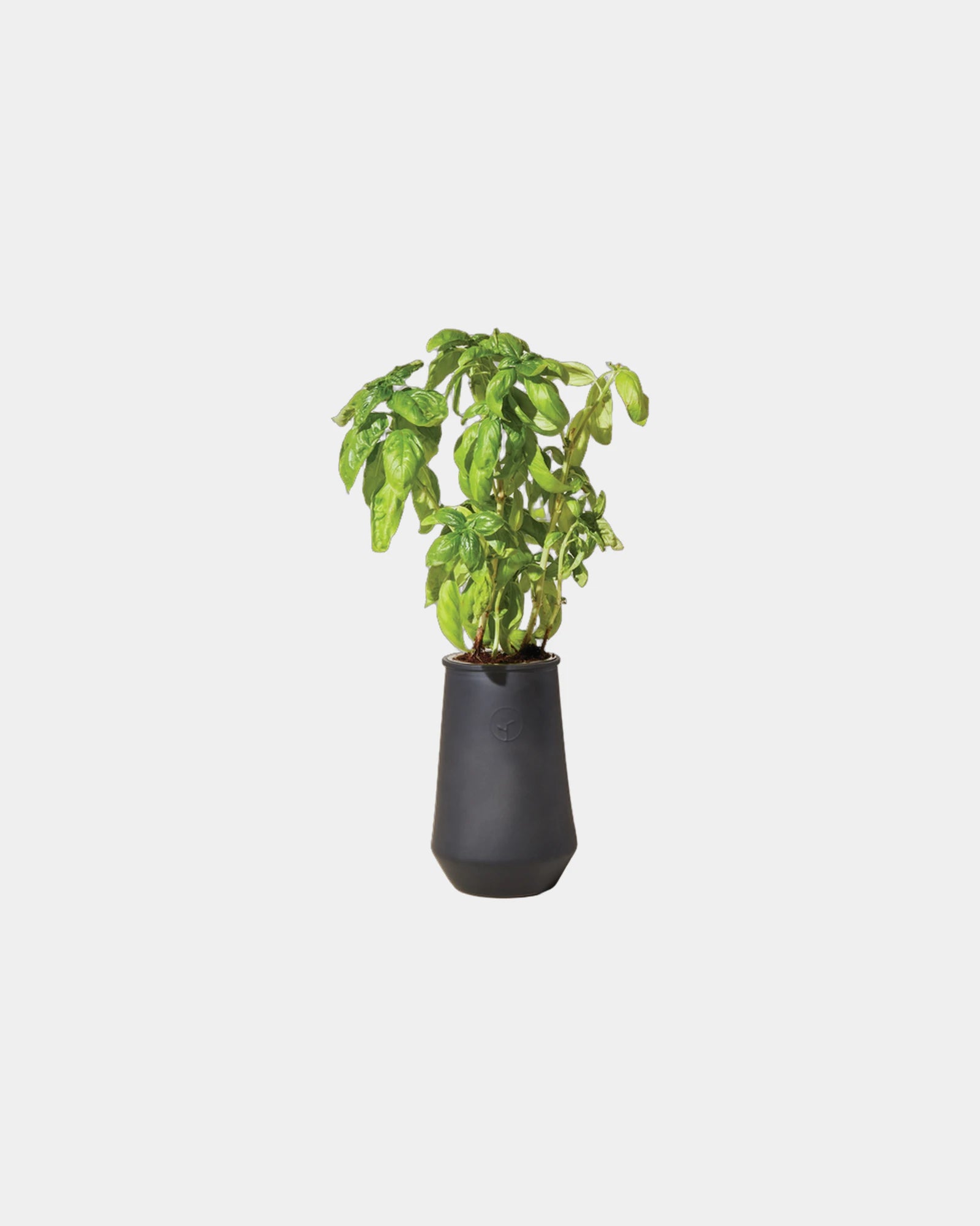 Custom hydroponic glass grow kit tumbler planter - 2