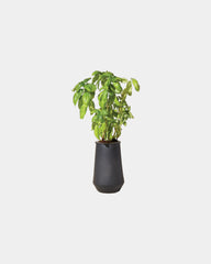 Custom hydroponic glass grow kit tumbler planter - 2
