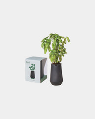Custom hydroponic glass grow kit tumbler planter - Black-Basil