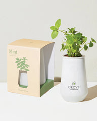 Custom hydroponic glass grow kit tumbler planter - 5