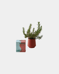 Custom soy-blend candle with ceramic vessel and seeds - 13