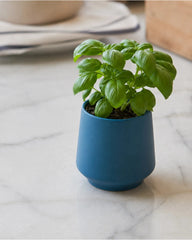 Custom soy-blend candle with ceramic vessel and seeds - 6