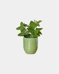 Custom soy candle planter 6 oz ceramic pot gift - 9