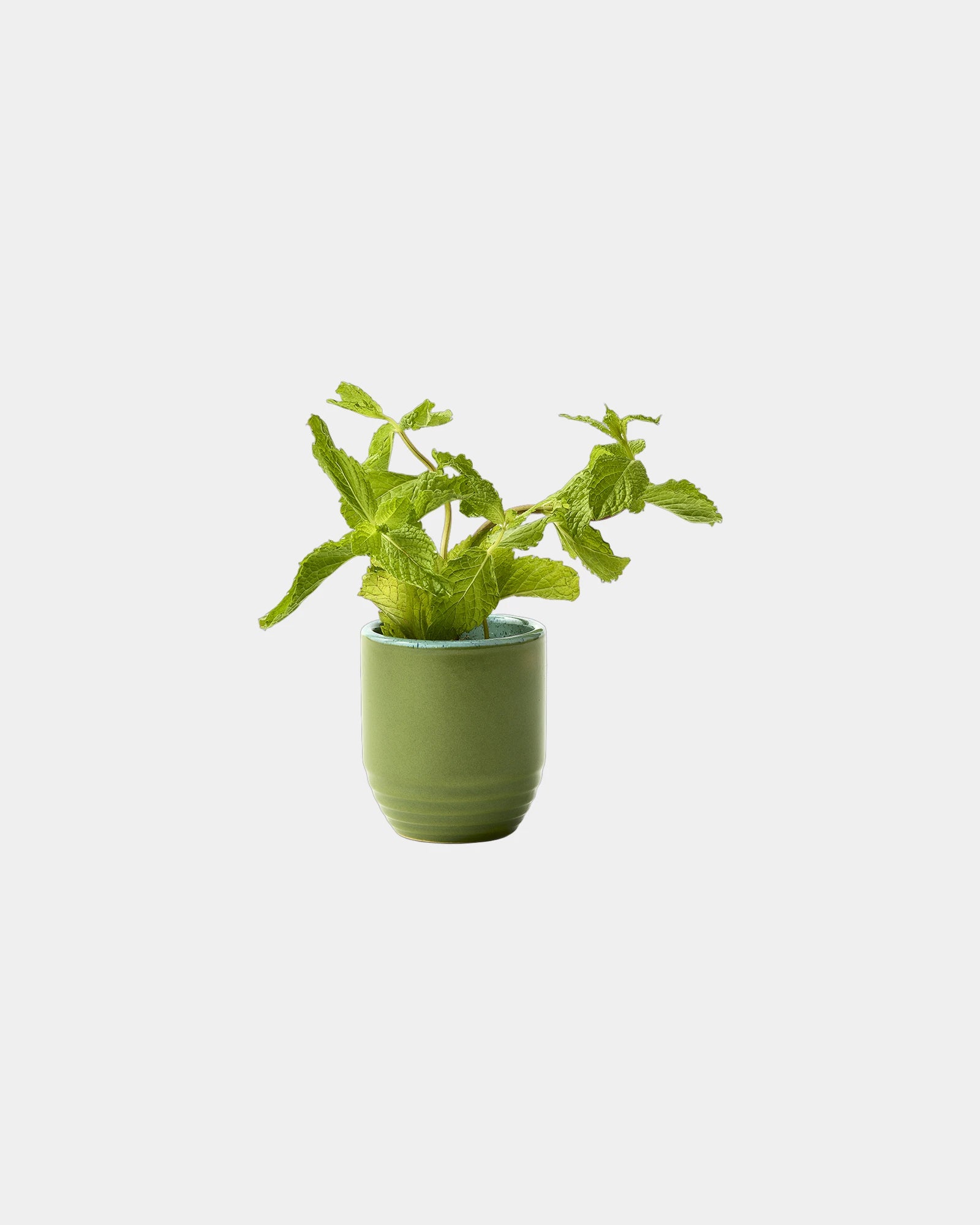 Custom soy candle planter 6 oz ceramic pot gift - 3