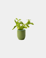Custom soy candle planter 6 oz ceramic pot gift - 3