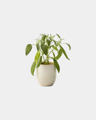 Custom soy candle planter 6 oz ceramic pot gift - 27