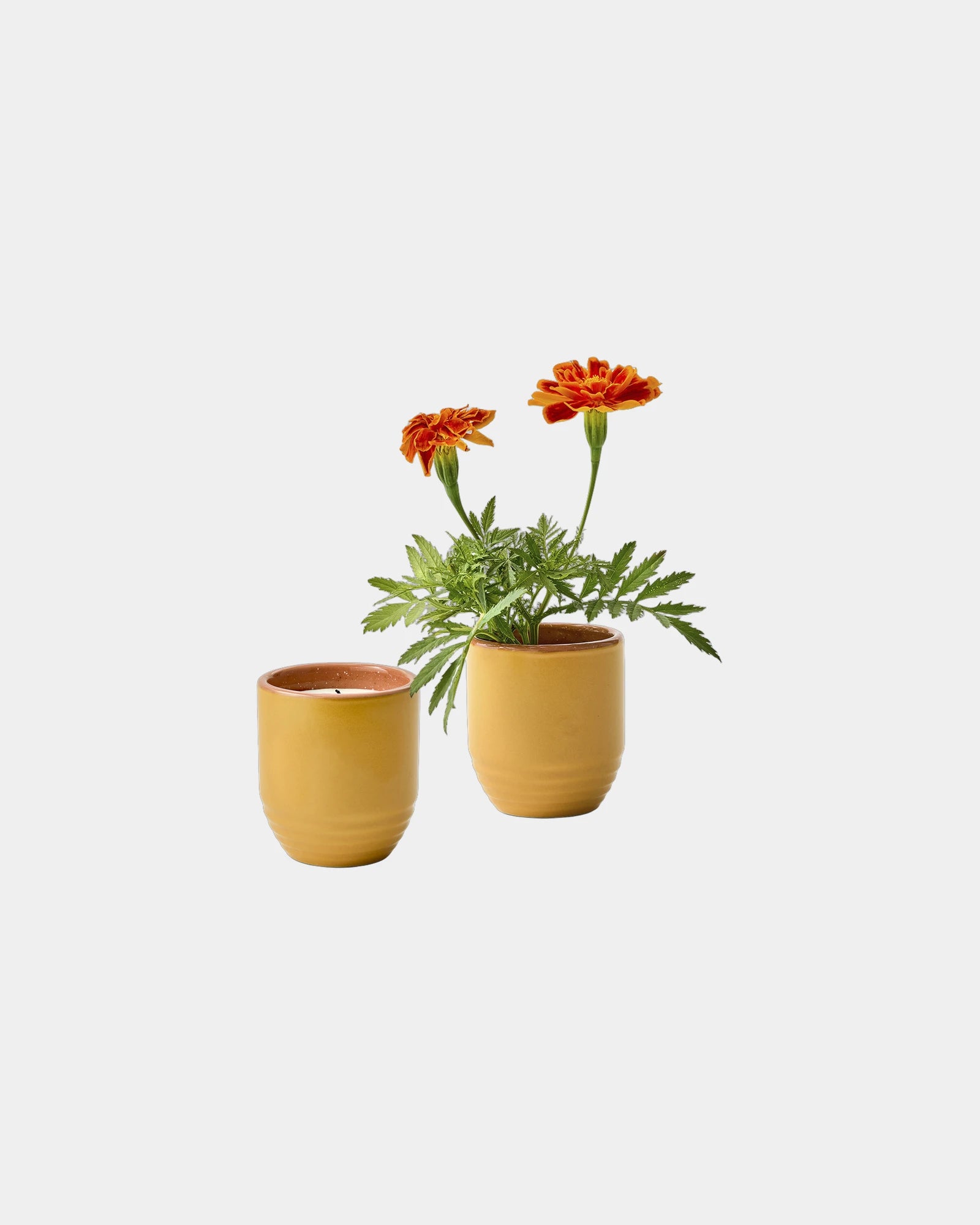 Custom soy candle planter 6 oz ceramic pot gift - Last Light-Marigold