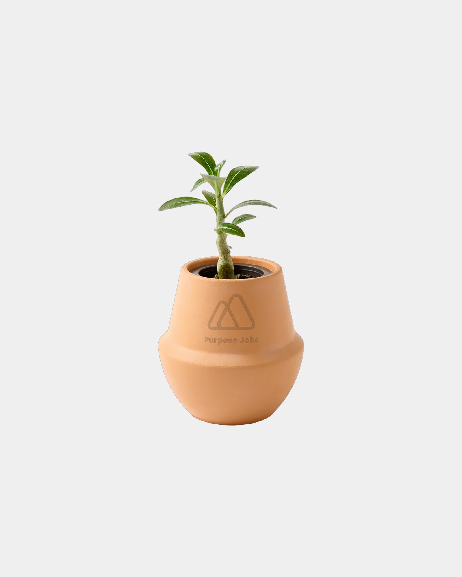 Custom ceramic bonsai grow kit terracotta planter - 6