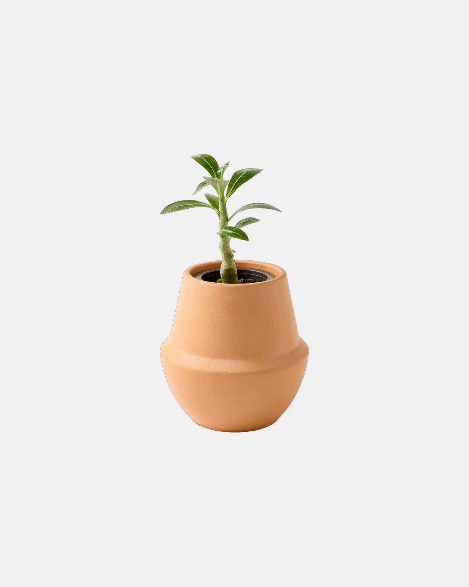 Custom ceramic bonsai grow kit terracotta planter - Terracotta