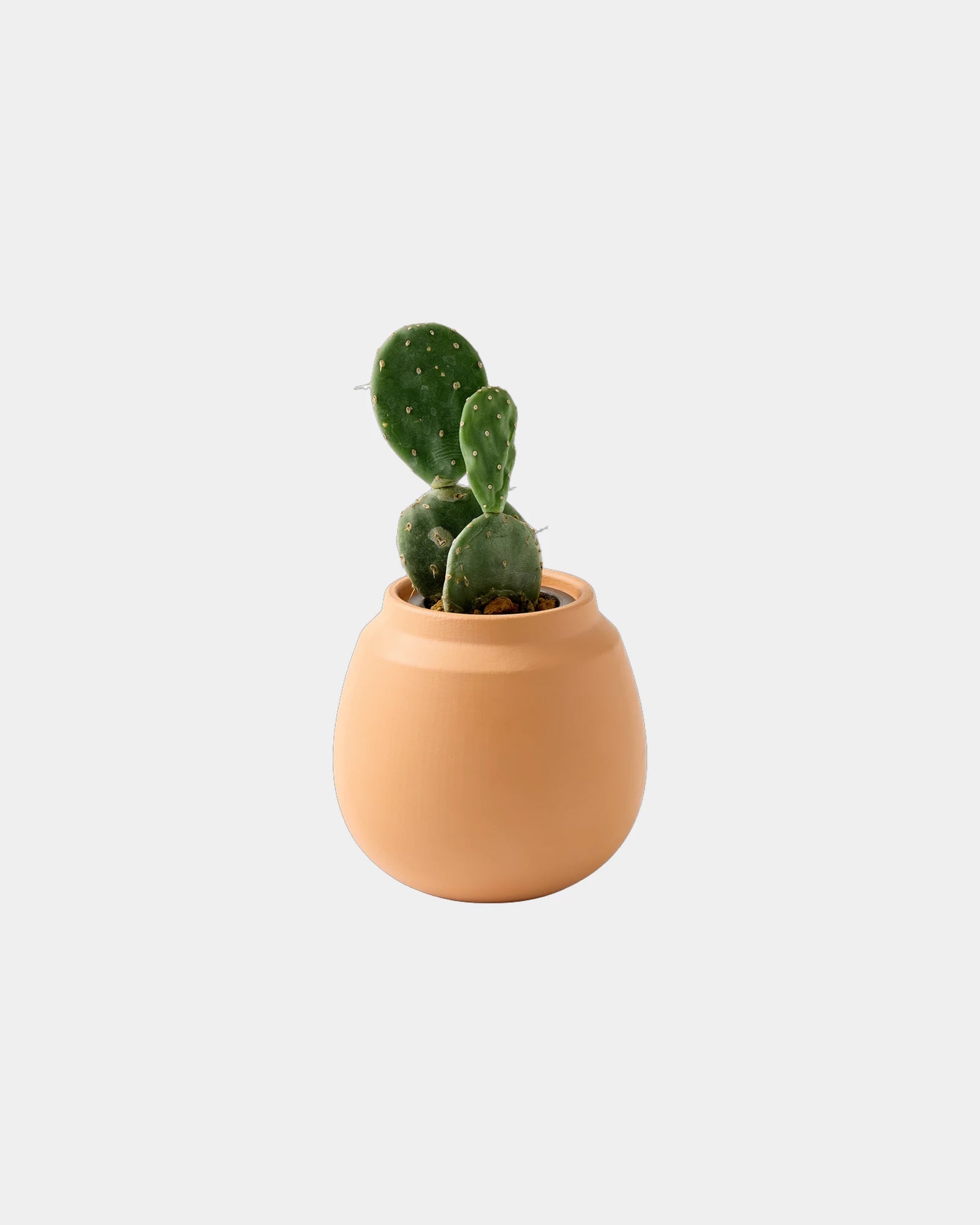 Custom ceramic terracotta cactus grow kit planter - Terracotta