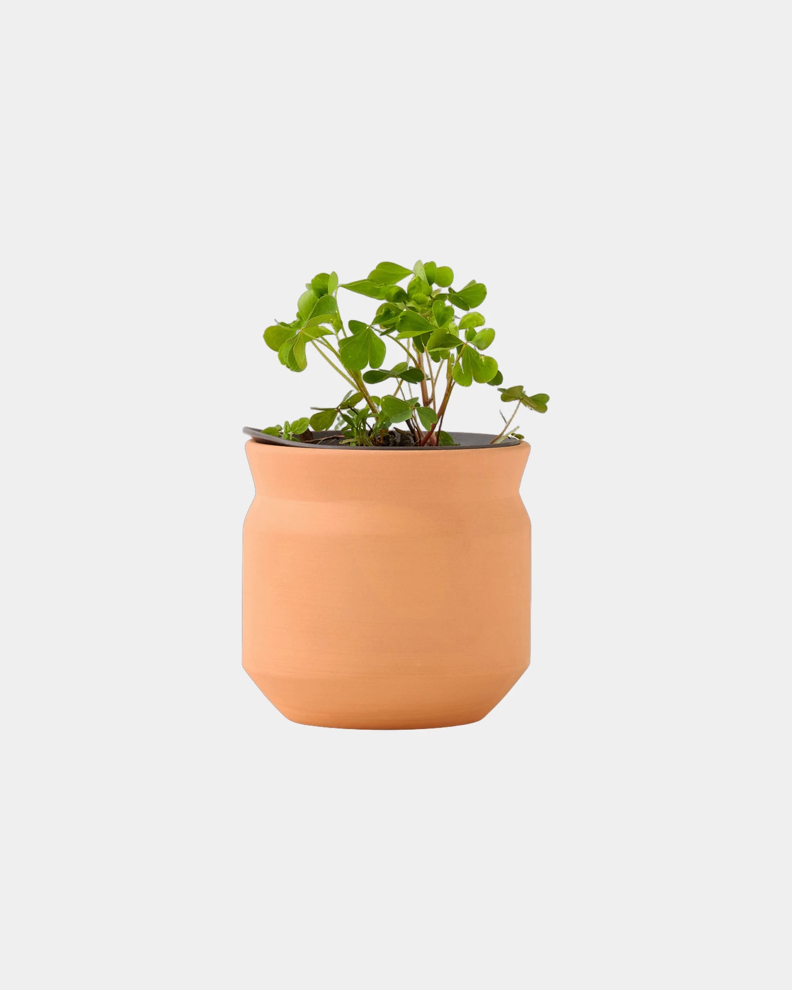 Custom terracotta grow kit for employee appreciation - Terracotta