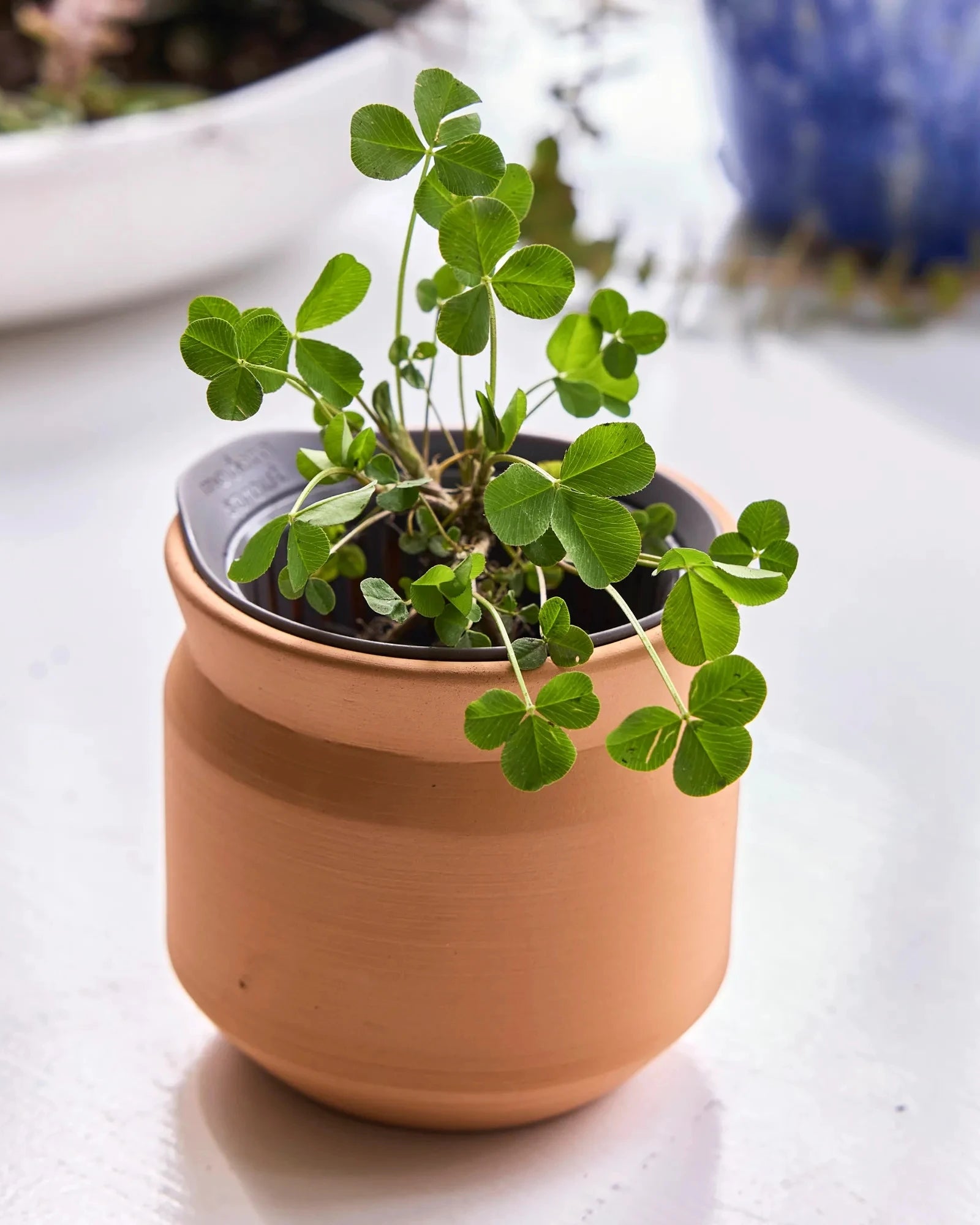 Custom terracotta grow kit for employee appreciation - 11