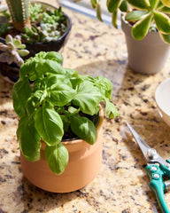 Custom terracotta grow kit gift for big congrats - 10
