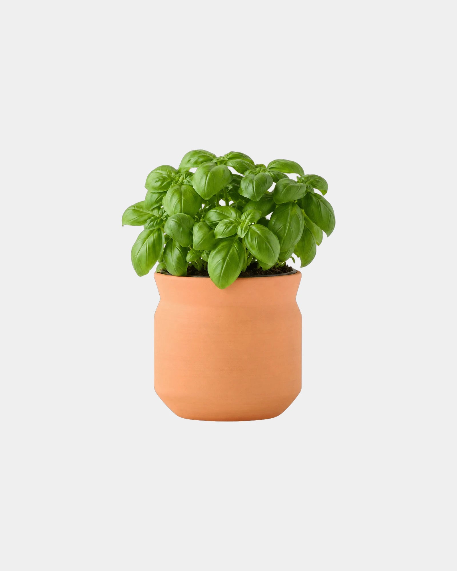 Custom terracotta grow kit gift for big congrats - Terracotta