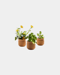 Custom terracotta grow kit gift for big congrats - 7