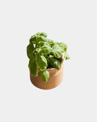Custom terracotta grow kit gift for big congrats - 8
