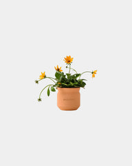 Custom terracotta thank you grow kit gift - 5