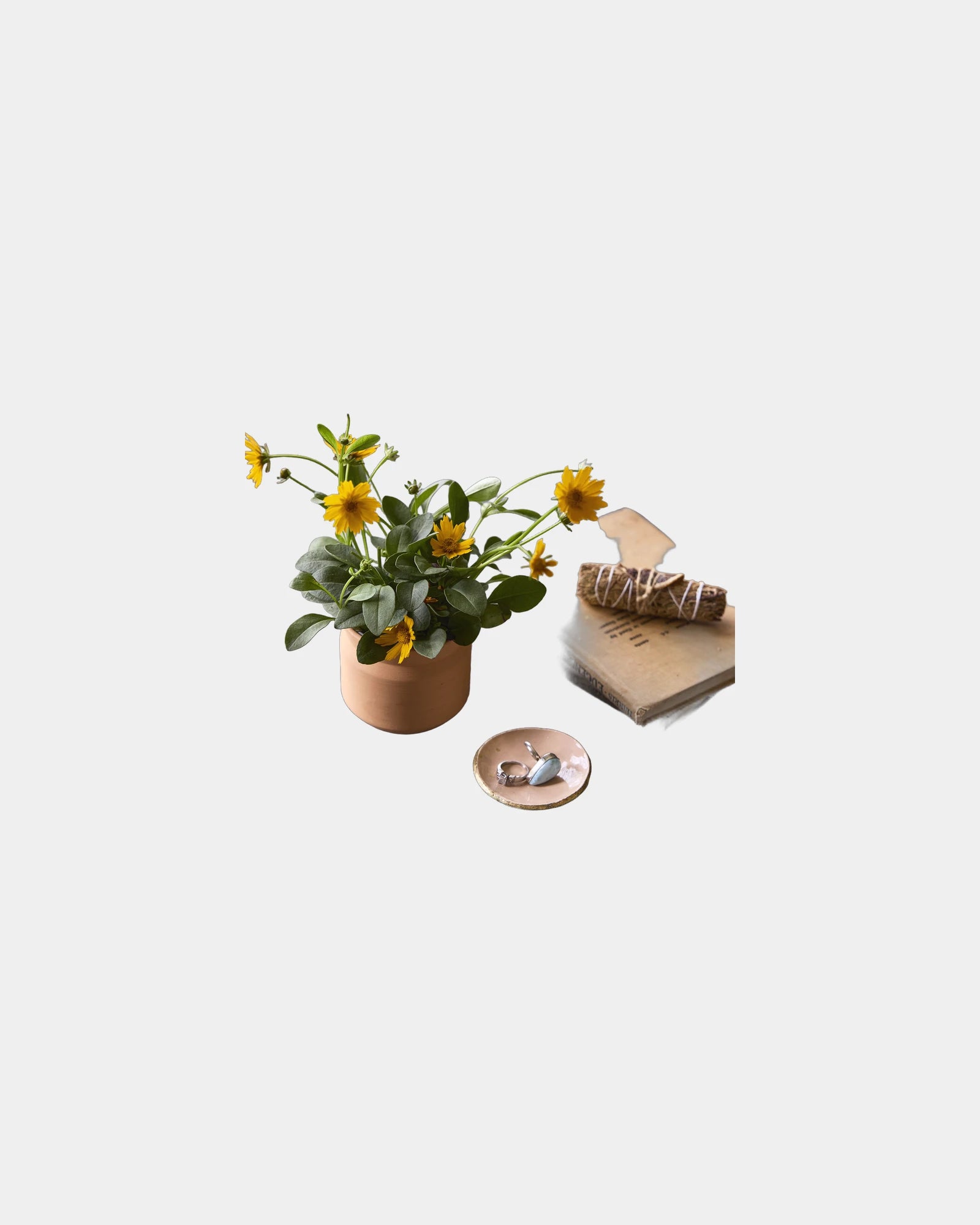 Custom terracotta thank you grow kit gift - 6